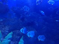 -芜湖新华联大白鲸海洋公园