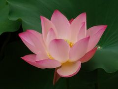 -荔湾湖公园