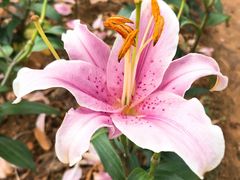 -松山湖梦幻百花洲