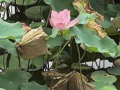 -木塔寺遗址生态公园