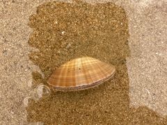 -日照海滨国家森林公园