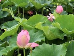 -荷塘月色湿地公园·向阳花洲