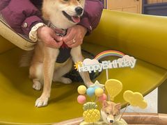 -帕帕拉兹宠物(亚洲旗舰店)