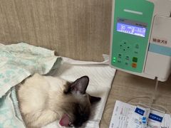 -北京观赏动物医院·24小时大型综合·猫专科·异宠专科