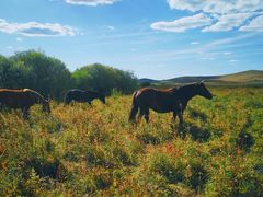 -塞罕坝国家级自然保护区