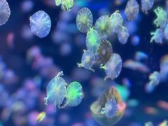 -海合安青岛极地海洋公园