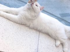 -飞行喵MR PILOT|猫舍·猫咖(静安大融城店)
