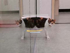 -凯特喵百思猫专科医院