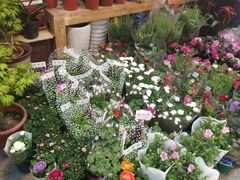 -双季花艺园艺市场(浦东店)