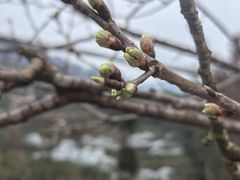 -樱桃山旅游景区