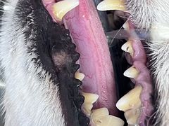 -博特宠物医院24h犬猫全科.骨科·异宠