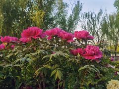 -莲花池公园