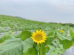 -光明小镇欢乐田园