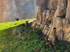 -圣地亚哥动物园