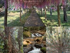 -莫里热带雨林景区