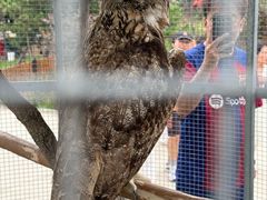-西霞口神雕山野生动物世界