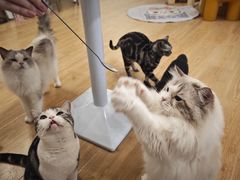 -有喵·猫咖·狗咖·30几只猫10只小狗(岗厦店)
