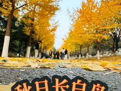 -长白岛森林公园