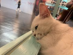 -猫小院猫主题餐厅(三里屯店)