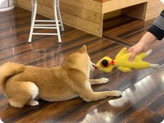 -豆柴町-柴犬主题狗咖(红鼎国际C座店)