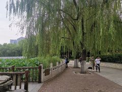 -莲花池公园