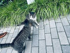 -静安公园(静安寺街道)