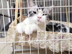 -袖虎·猫馆(体育西路店)