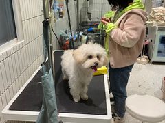 -電力宠物公司(武定路店)