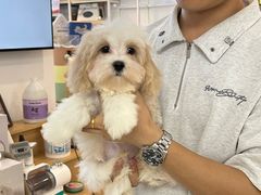 -翊宠yipet猫狗购宠庄园犬舍•猫舍