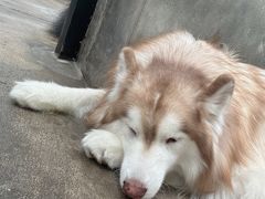 -TrueLove @ Neverland (Husky Cafe)