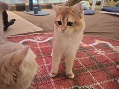 -大型宠物商超·宠海王国·宠物猫狗活体·用品·美容(新世界百货重庆店)