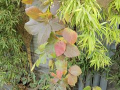 -丽江庭院·云南野生菌·海鲜火锅(鼓楼四合院店)