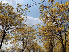 -露天矿生态公园