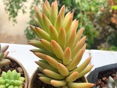 -双廊杨记石锅鱼石锅牛肉