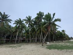 -东郊椰林