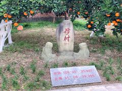 奉节脐橙-双福水果批发市场