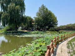 -白洋淀风景区