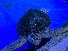 -石家庄极地海洋世界