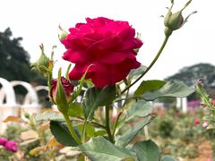 -松山湖梦幻百花洲