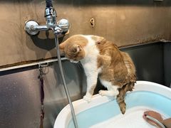 -PETKIT小佩宠物·低压洗护(国顺东路店)