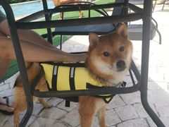 -汪说喵讲宠物乐园宠物酒店(红星美凯龙店)