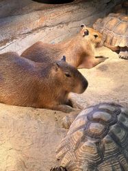 -Zoolung Zoolung动物主题公园(海信广场店)