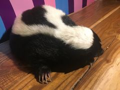 -萌宠奇缘