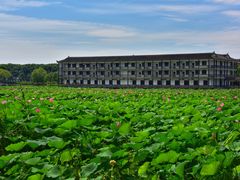 -洪湖生态旅游区