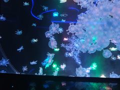 -海合安成都极地海洋公园