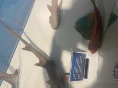 -烟台海昌鲸鲨海洋公园