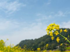 -乐山大佛风景名胜区乌尤寺南门-售票点
