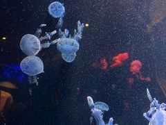 -三亚亚特兰蒂斯度假区