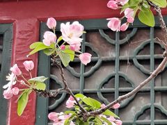 -海棠花溪(元大都城垣遗址公园)
