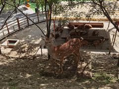 -北京鹿世界主题园